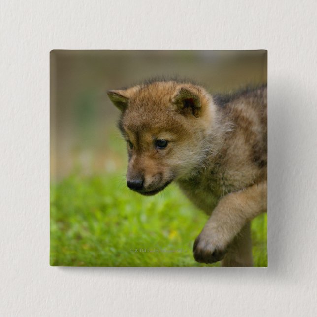 A baby wolf 15 cm square badge (Front)
