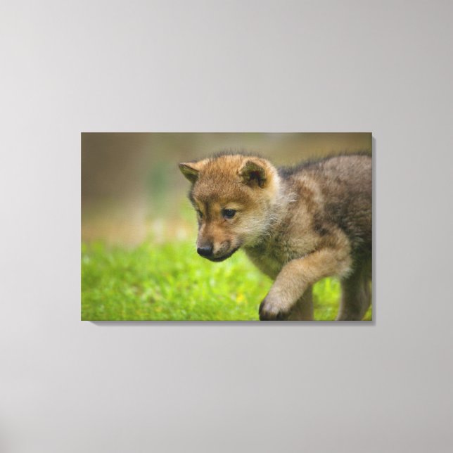 A baby wolf canvas print (Front)