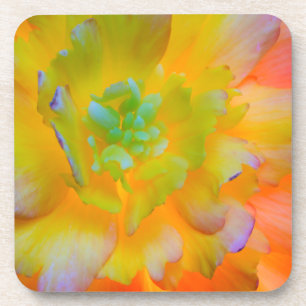 A back-lit, glowing begonia blossom coaster