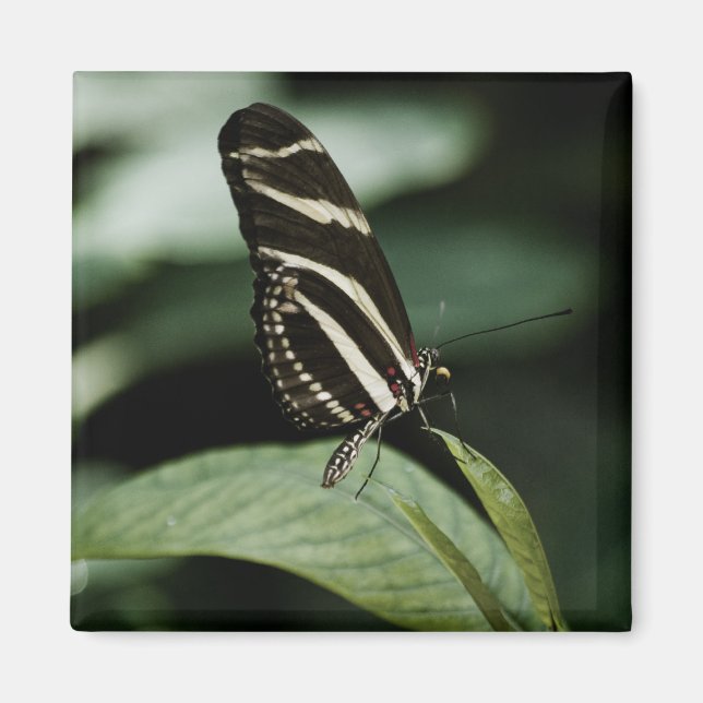 A Balanced Meal Magnet (Front)