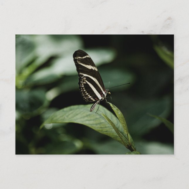 A Balanced Meal Postcard (Front)