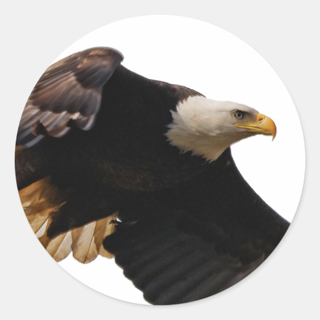 A Bald Eagle Takes to the Sky Classic Round Sticker (Front)