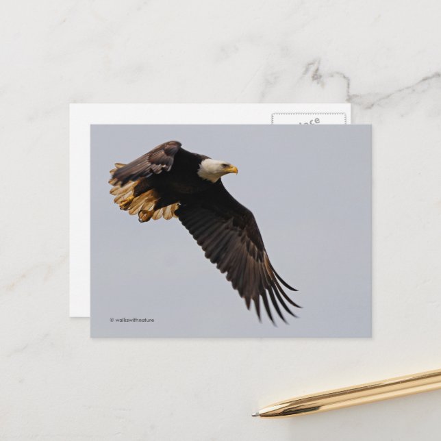 A Bald Eagle Takes to the Sky Postcard (Front/Back In Situ)