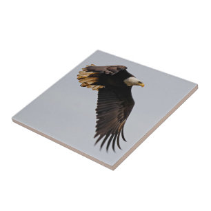 A Bald Eagle Takes to the Sky Tile