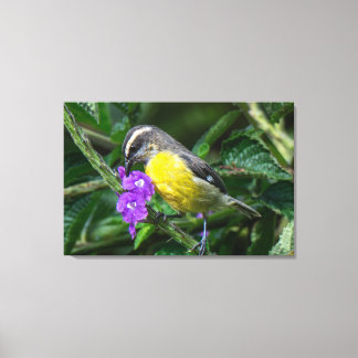 A Bananaquit Savours the Nectar of Purple Flowers Canvas Print