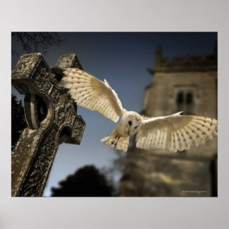 A Barn Owl (Tyto alba) in a graveyard in North Poster