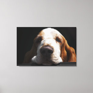A Basset Hound resting his head Canvas Print