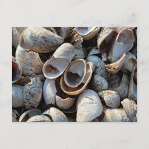 A Beach of Shells Postcard