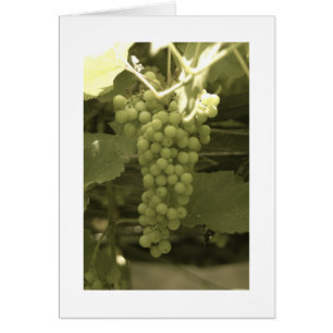 A beautiful bunch of grapes