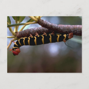 A beautiful Coloured Caterpillar Postcard