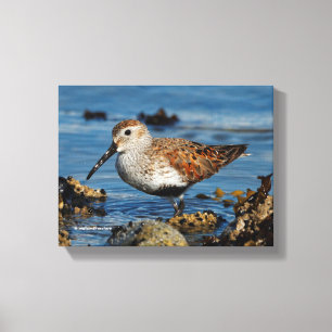 A Beautiful Dunlin Goes Solo Canvas Print