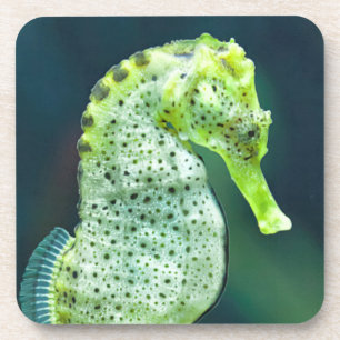 A Beautiful Knysna Seahorse Coaster