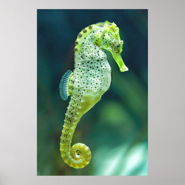 A Beautiful Knysna Seahorse Poster (Front)