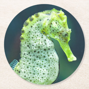 A Beautiful Knysna Seahorse Round Paper Coaster