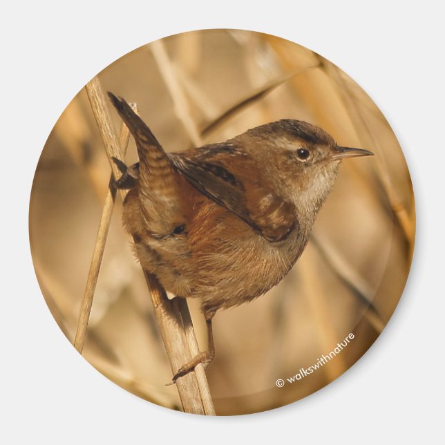 A Beautiful Marsh Wren in--Where Else?--the Marsh Magnet (Front)