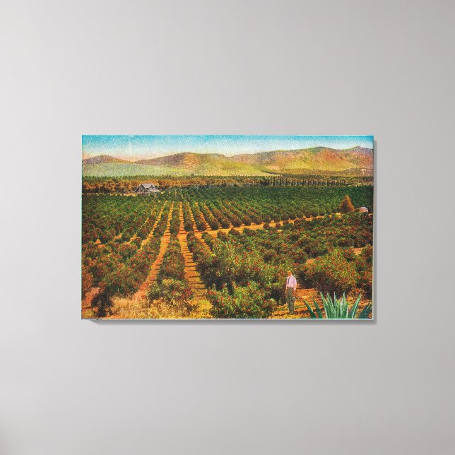 A Beautiful Orange GroveState Canvas Print (Front)