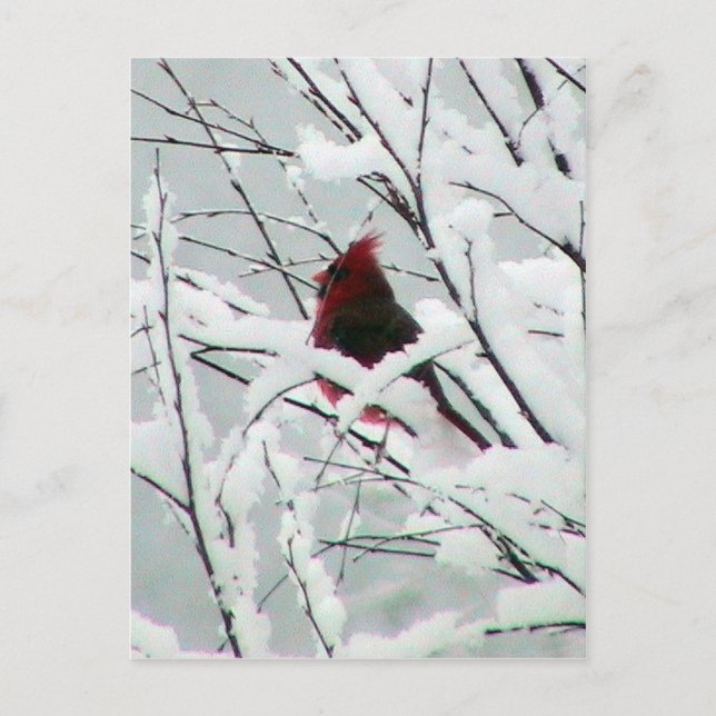 A Beautiful Red Cardinal In The Bushes Covered Wit Postcard (Front)