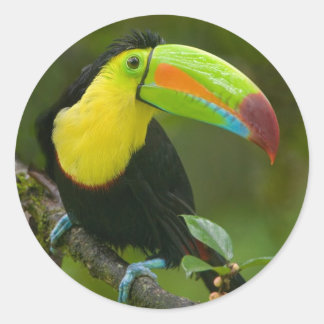 A beautiful toucan bird perched on a branch. classic round sticker