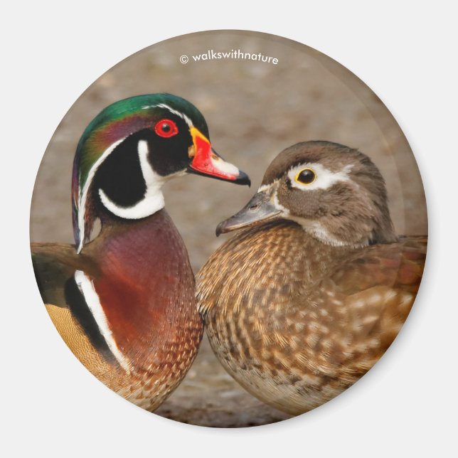 A Beautiful Touching Moment Between Wood Ducks Magnet (Front)