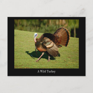 A Beautiful Wild Turkey on a Postcard