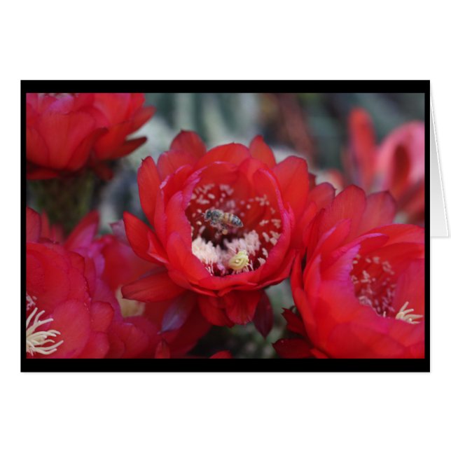 A bee and a cactus (Front Horizontal)