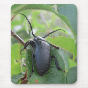 A Beetle's Journey Mouse Pad