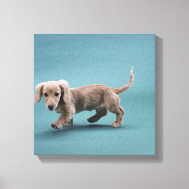 A beige small dachshund walking canvas print (Front)
