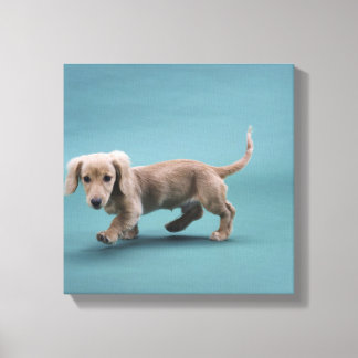 A beige small dachshund walking canvas print