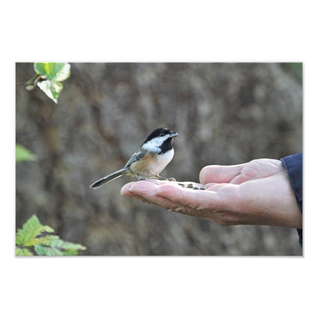 A Bird in the Hand Photo Print (Front)