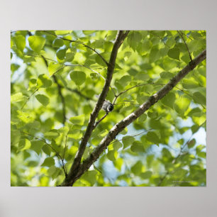 A bird on Japanese white birch.(Parus ater) Poster