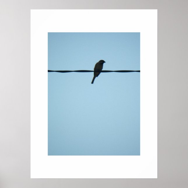 A Bird/Poster Poster (Front)