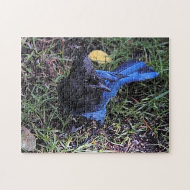 A Bird's Eye View of a Steller's Jay on the Lawn Jigsaw Puzzle (Horizontal)