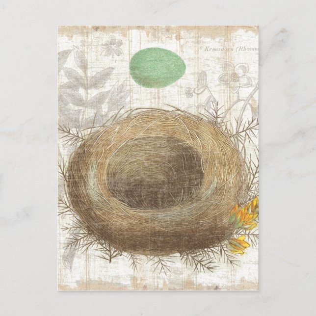 A Bird's Nest with a Green Egg Postcard (Front)