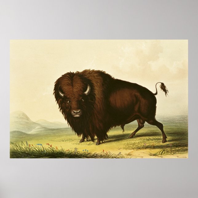 A Bison, c.1832 Poster (Front)