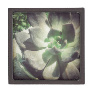 A Black and Green Hen and Chicks Plant Keepsake Box