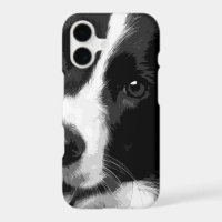 A black and white Border collie