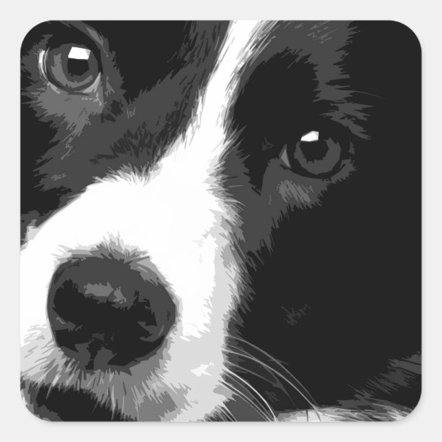 A black and white Border collie Square Sticker (Front)