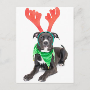 A black and white Labrador Retriever/Pit Bull Postcard