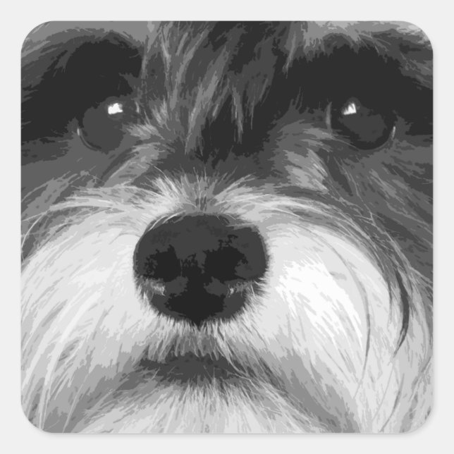 A black and white Miniature Schnauzer Square Sticker (Front)