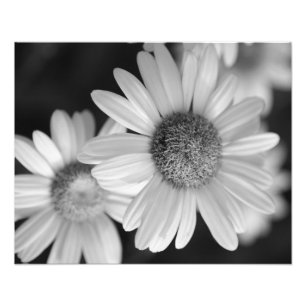 A black and white photo of a flower print