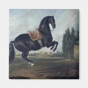 A black horse performing the Courbette Magnet