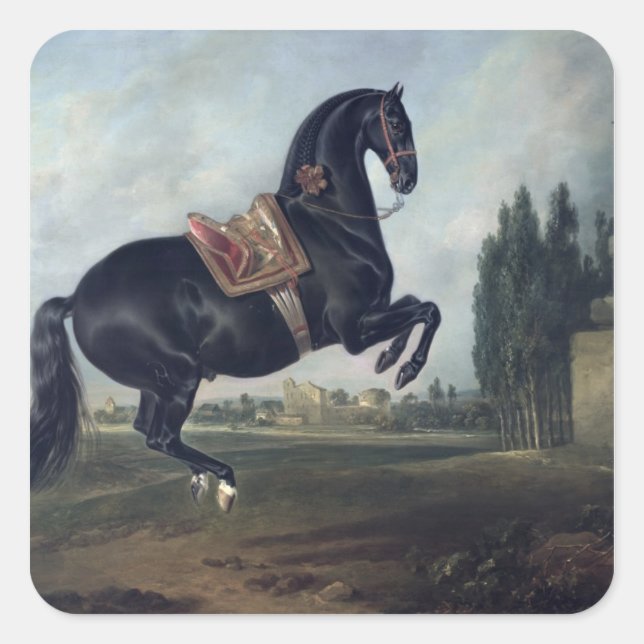 A black horse performing the Courbette Square Sticker (Front)