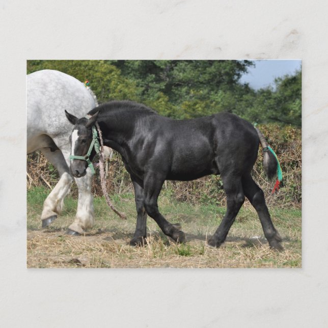 A black Percheron foal in France Postcard (Front)