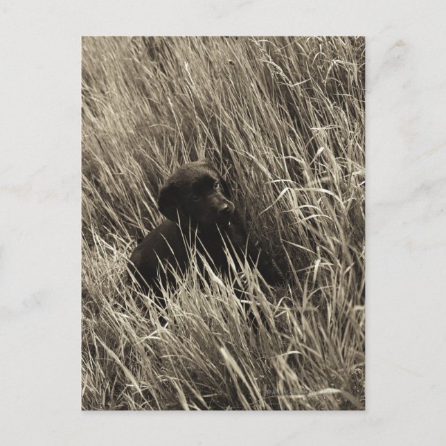 A black puppy in a meadow. postcard (Front)