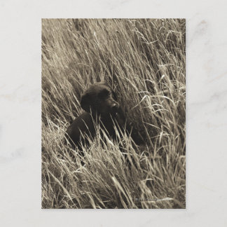 A black puppy in a meadow. postcard