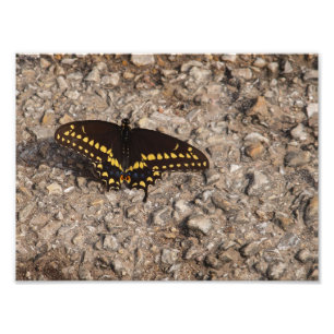 A Black Swallowtail Butterfly Photo Print