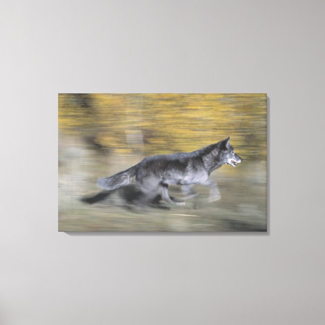 A black wolf on the run canvas print (Front)