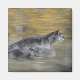A black wolf on the run magnet