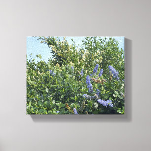 A Blooming California: Blue blossoms Canvas Print