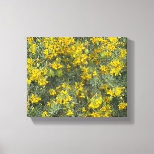 A Blooming California Cleome Canvas Print